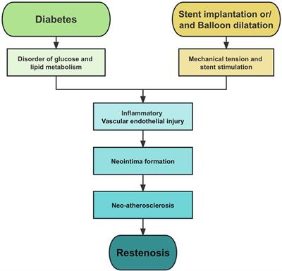 SGLT2 inhibitor improves the prognosis of patients with coronary heart disease and prevents in-stent restenosis